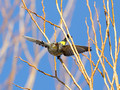 Yellow-rumped Warbler sallying