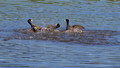 Coot males fighting for territory