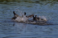 Coot males fighting for territory