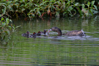 Pied-Billed Grebes with Chicks