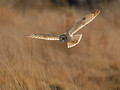 Short-eared owl