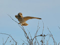 Short-eared owl busting a move.