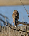 Short-eared owl watching a hawk flying overhead.