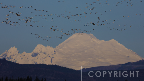 Snow geese flying past Mount Baker