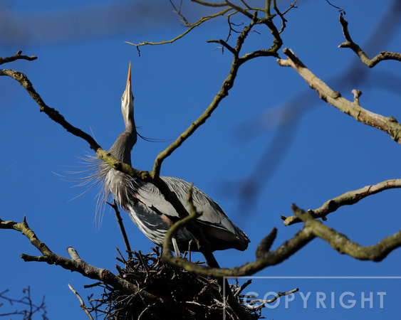Great Blue Heron on a nest