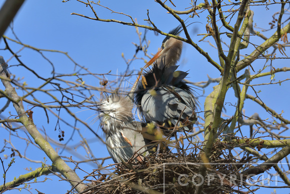 Two Great Blue Herons on their nest