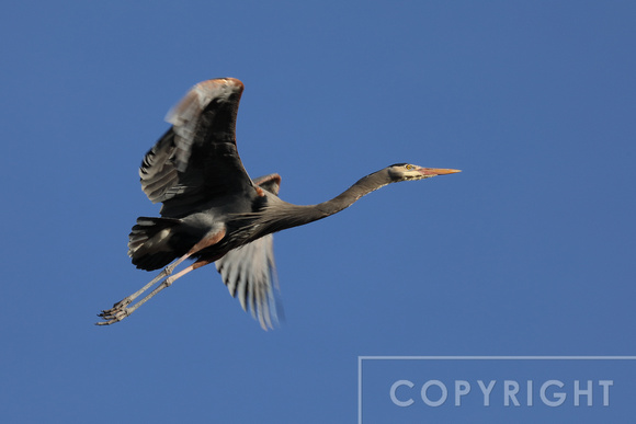 Great Blue Heron with landing gear in the down and locked position.