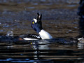 Barrow's Goldeneye trying to attract a mate