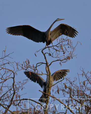 Great blue Heron coming in for a landing.