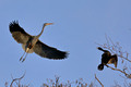 Great Blue Heron coming in for a landing, and a double-crested cormorant trying to stop him