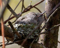 Hummingbird chicks