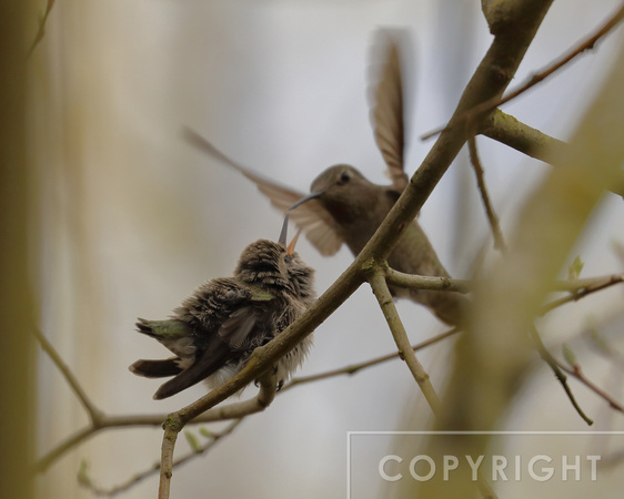 Mama flying in to feed Hummingbird chick
