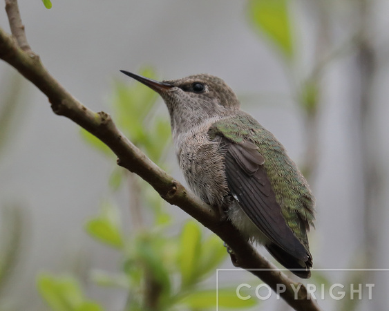 Hummingbird chick