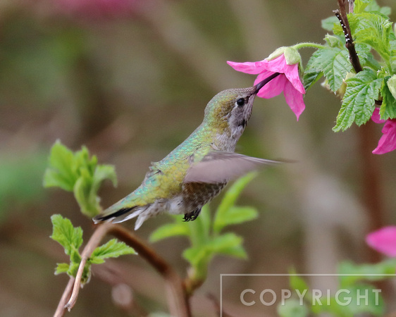 Hummingbird feeding on Salmonberry
