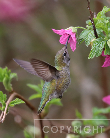 Hummingbird feeding on Salmonberry