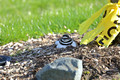 Killdeer sitting on nest.  A neighbor tied a ribbon around the tree to warn the lawn mowing crew to not hit the nest.