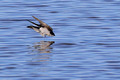 Tree Swallow diving