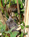 Red-winged blackbird and chick
