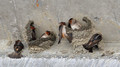 Cliff Swallows building their nests