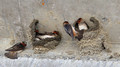 Cliff Swallows building their nests