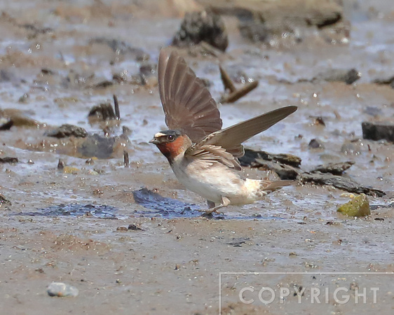 Cliff Swallows gathering mud for their nests