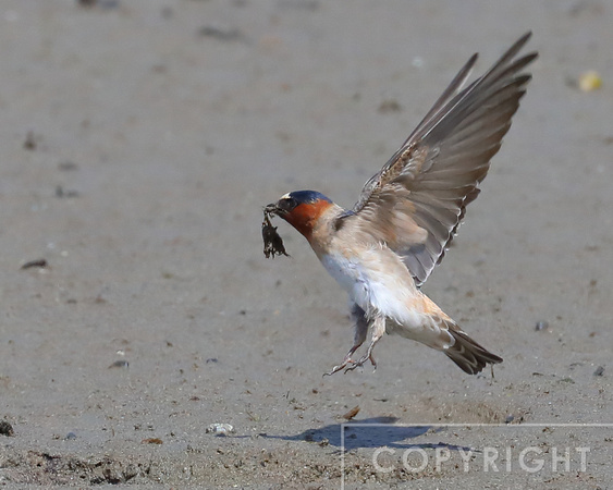 Cliff Swallows gathering mud for their nests