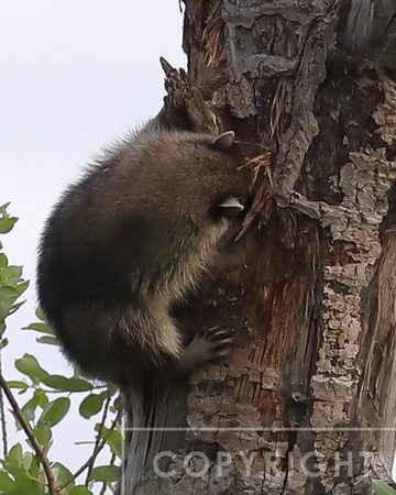Raccoon attacking a flicker nest