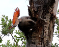 Flicker defending the nest