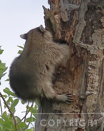 Raccoon raiding a flicker nest
