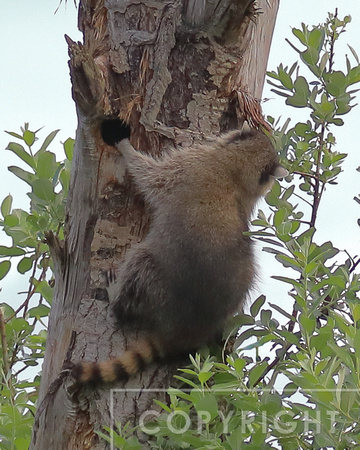 Raccoon attacking a flicker nest
