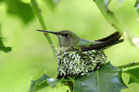 Hummingbird chicks