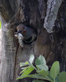 Male flicker carrying out a fecal sack