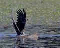 Swimming eagle