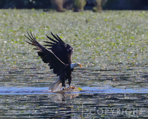 Swimming eagle reached his destination