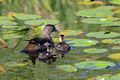 Female Wood Duck with two of her chicks