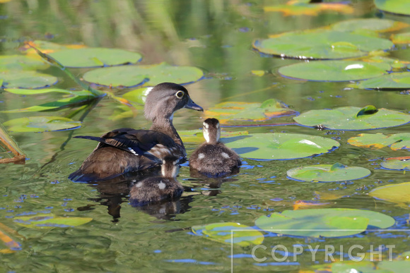 Female Wood Duck with two of her chicks