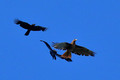 Red-tailed Hawk being pursued by two crows