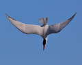 Caspian Tern hunting