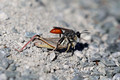 Digger wasp carrying a paralyzed grasshopper