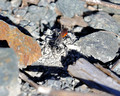 Digger Wasp digging its second den