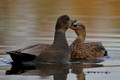 Male and Female Gadwall