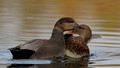 Male and female Gadwall