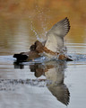 Male and Female Gadwall fighting