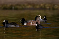 Coots and Wigeon