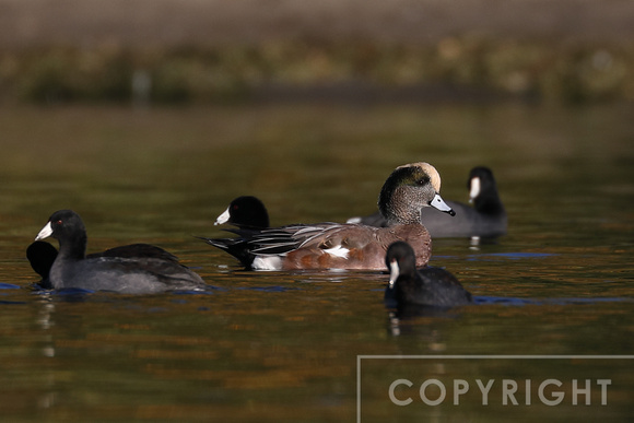 Coots and Wigeon