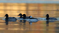 Canvasbacks and Bufflehead hanging together right at sunrise