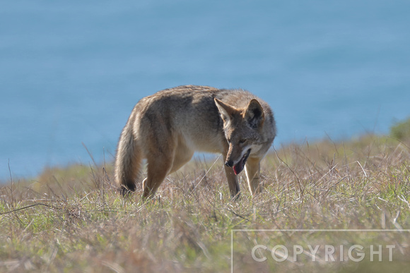 Coyote hunting for voles