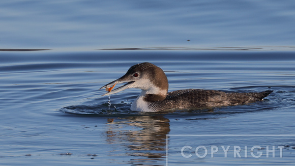 Common Loon eating a crab leg