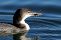 Common Loon eating a crab
