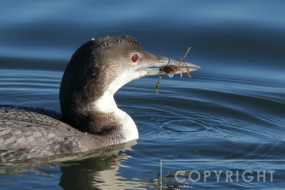 Common Loon eating a crab